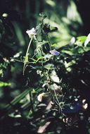 Image of spurred butterfly pea