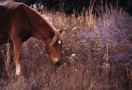 Image of Horse