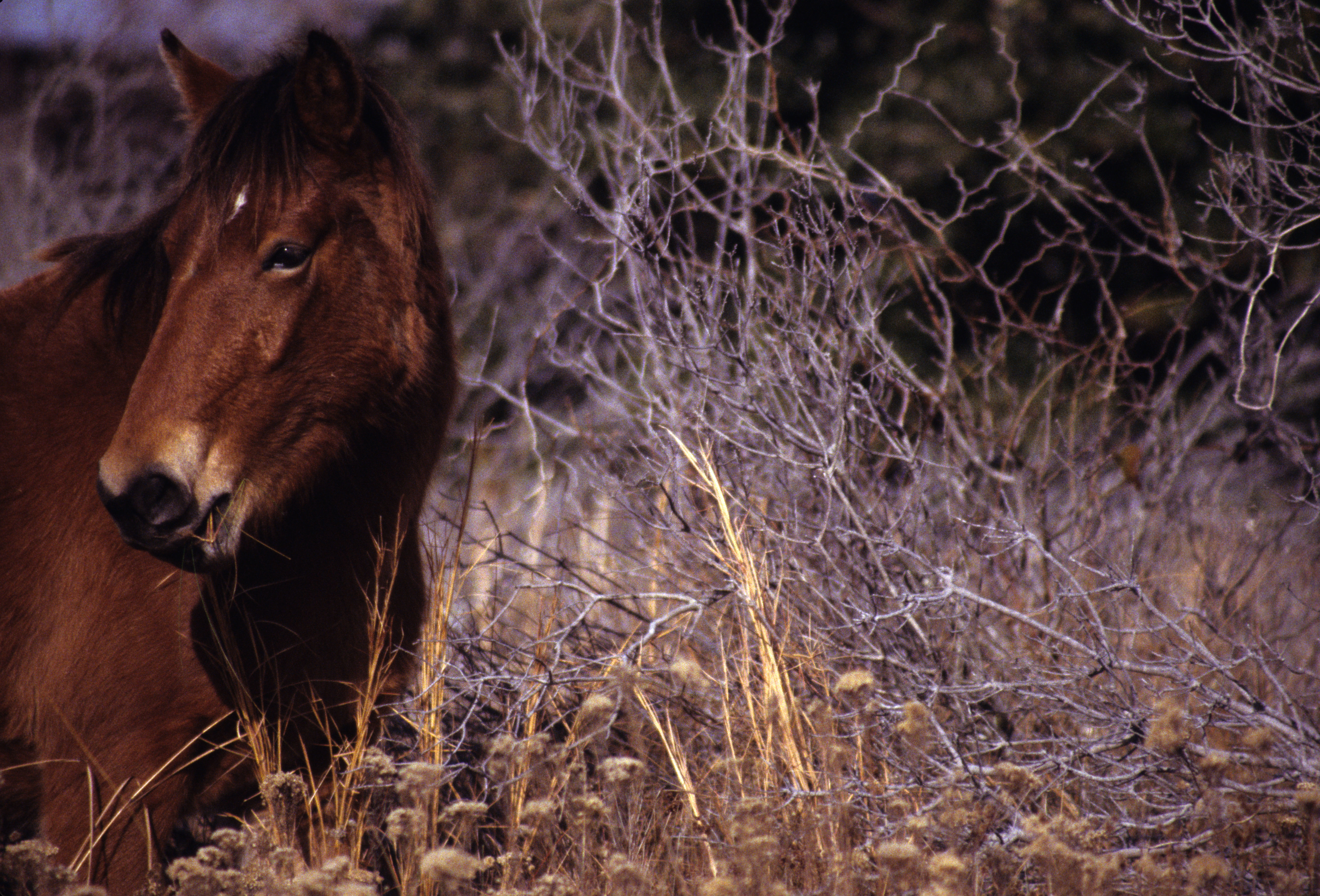 Image of Horse