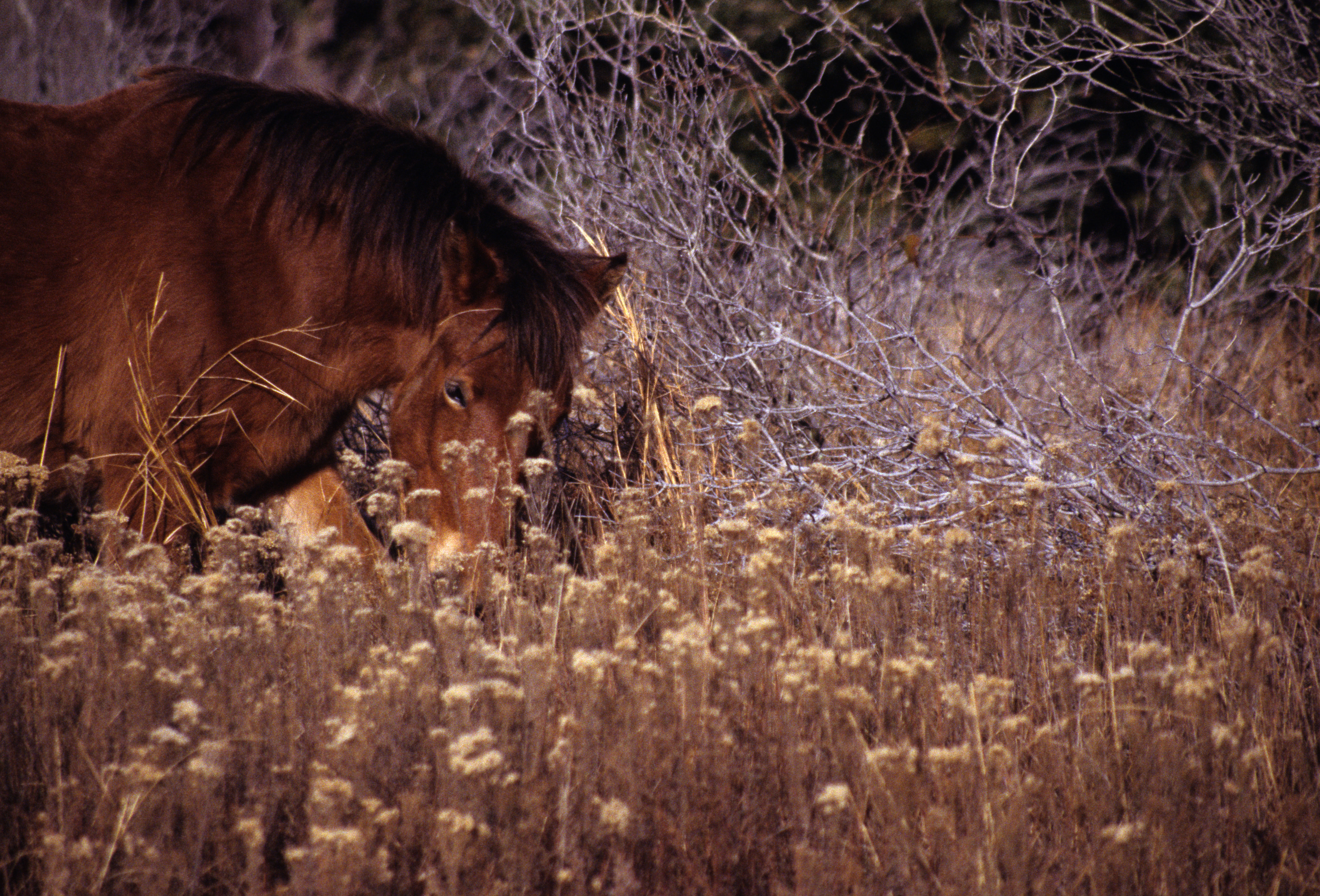 Image of Horse