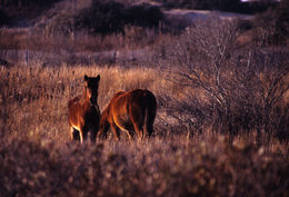 Image of Horse