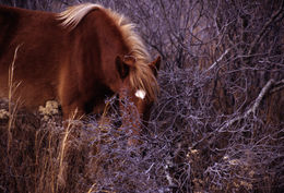 Image of Horse