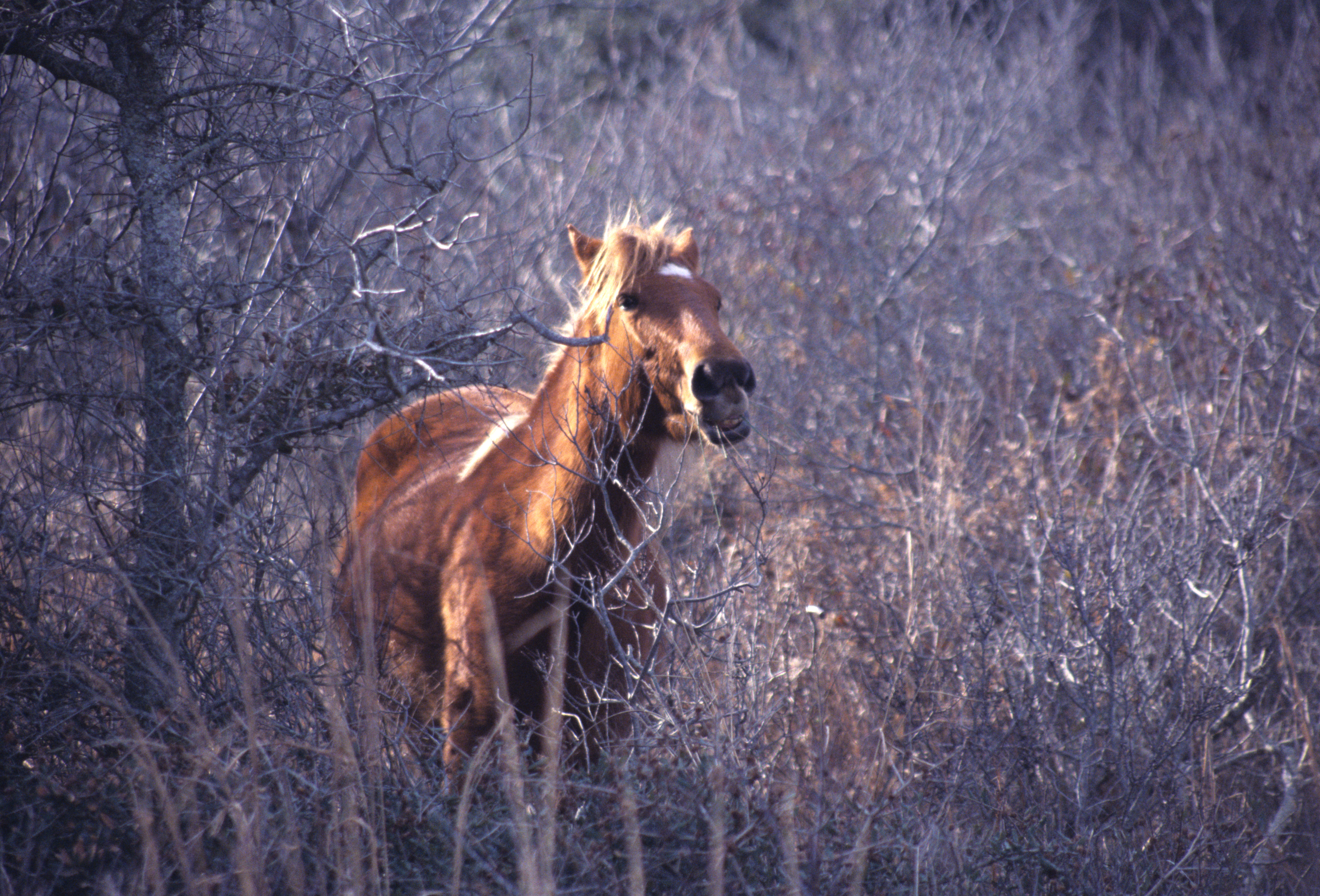 Image of Horse