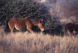 Image of Horse