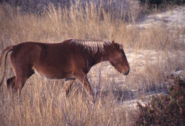 Image of Horse