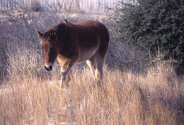 Image of Horse