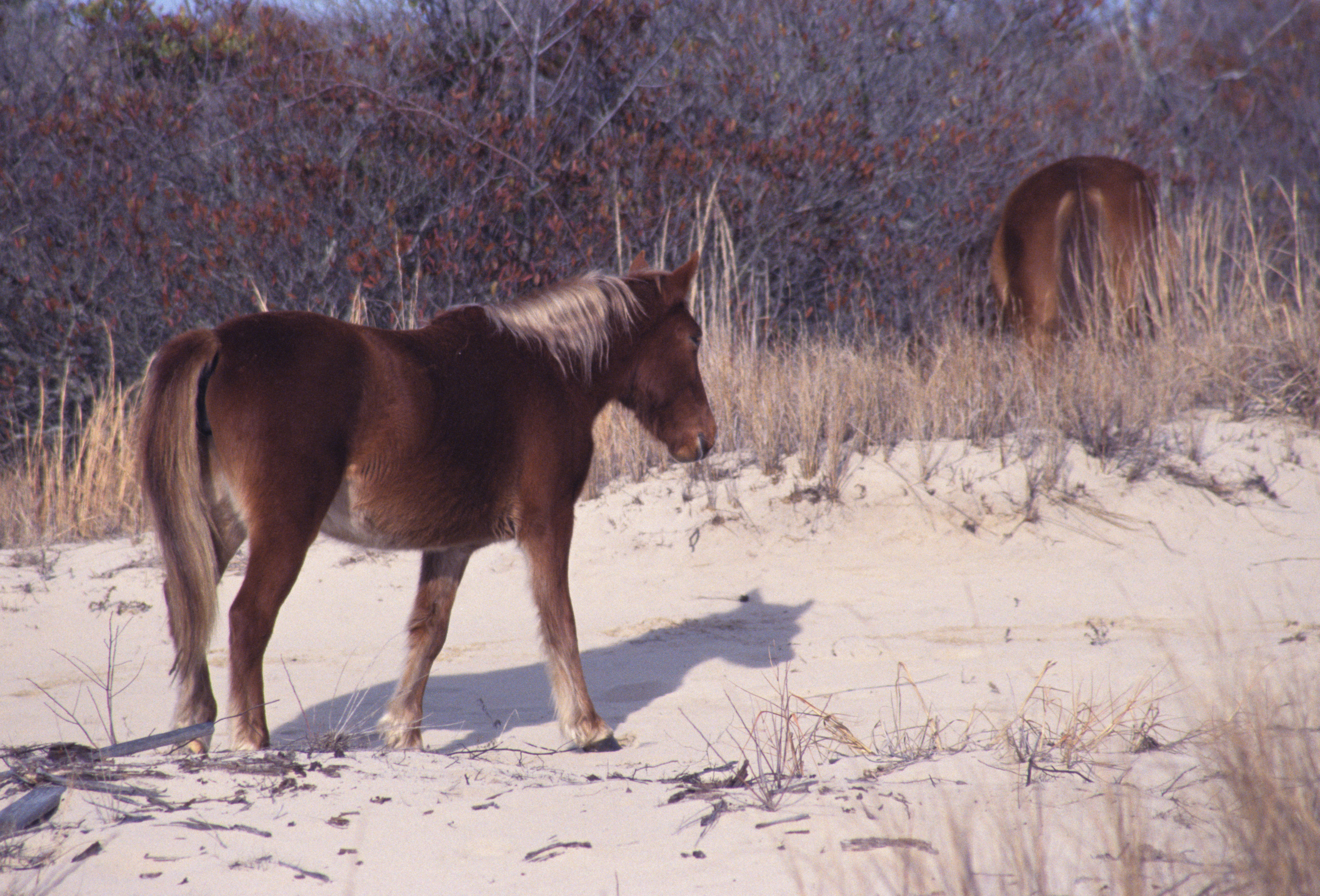 Image of Horse