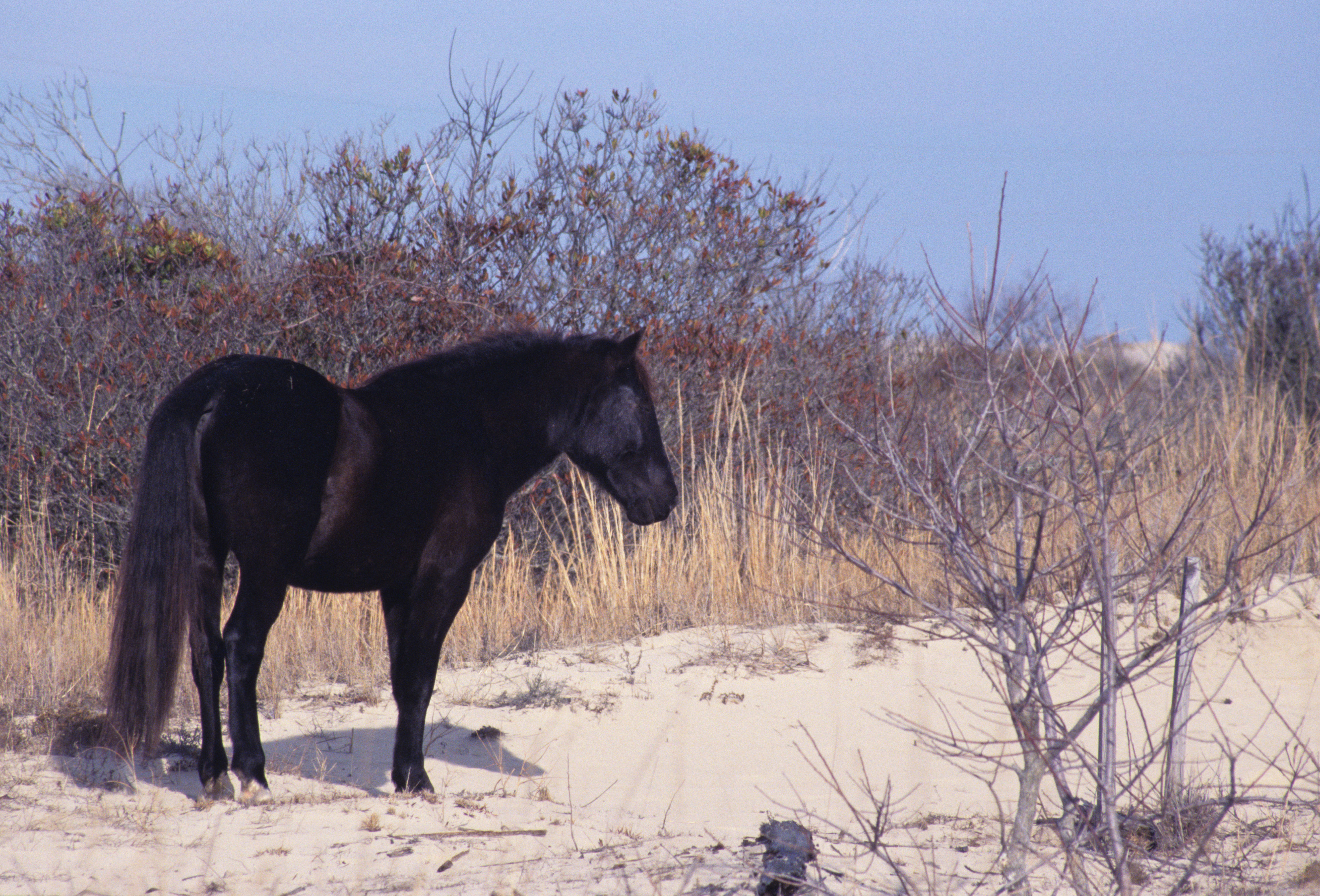 Image of Horse