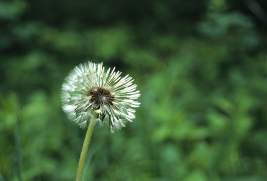 Taraxacum tenejapense A. J. Richards resmi