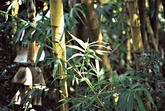 Phyllostachys aurea (André) Rivière & C. Rivière resmi