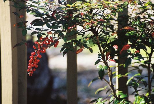 Image of sacred bamboo