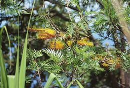 Plancia ëd Grevillea robusta A. Cunn. ex R. Br.