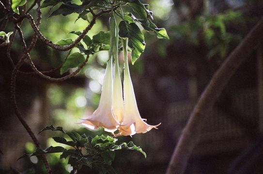 Image of <i>Brugmansia candida</i> Pers.
