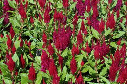 Plancia ëd Celosia argentea L.