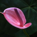 Image of Anthurium sellowianum Kunth