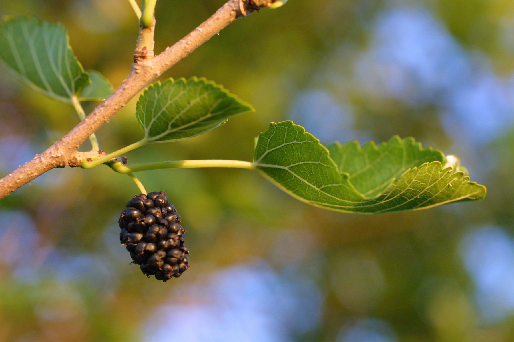 Image of white mulberry