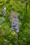 Image de Wisteria sinensis (Sims) Sweet