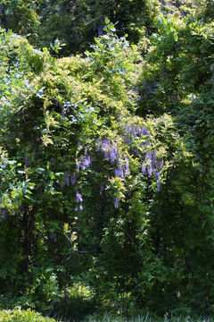 Image of Chinese wisteria