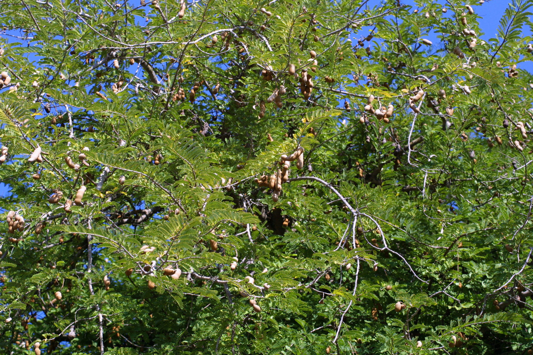 Image of tamarind