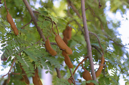 Image of tamarind