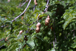 Image of tamarind