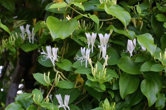 Imagem de Lonicera japonica Thunb.