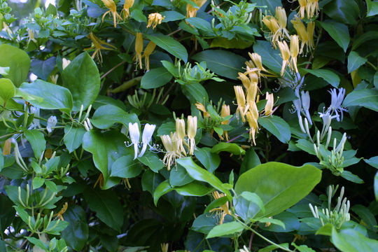 Imagem de Lonicera japonica Thunb.