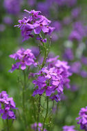 Слика од Hesperis matronalis L.