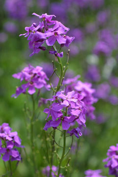 Imagem de Hesperis matronalis L.