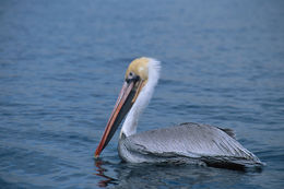 Image of Brown Pelican