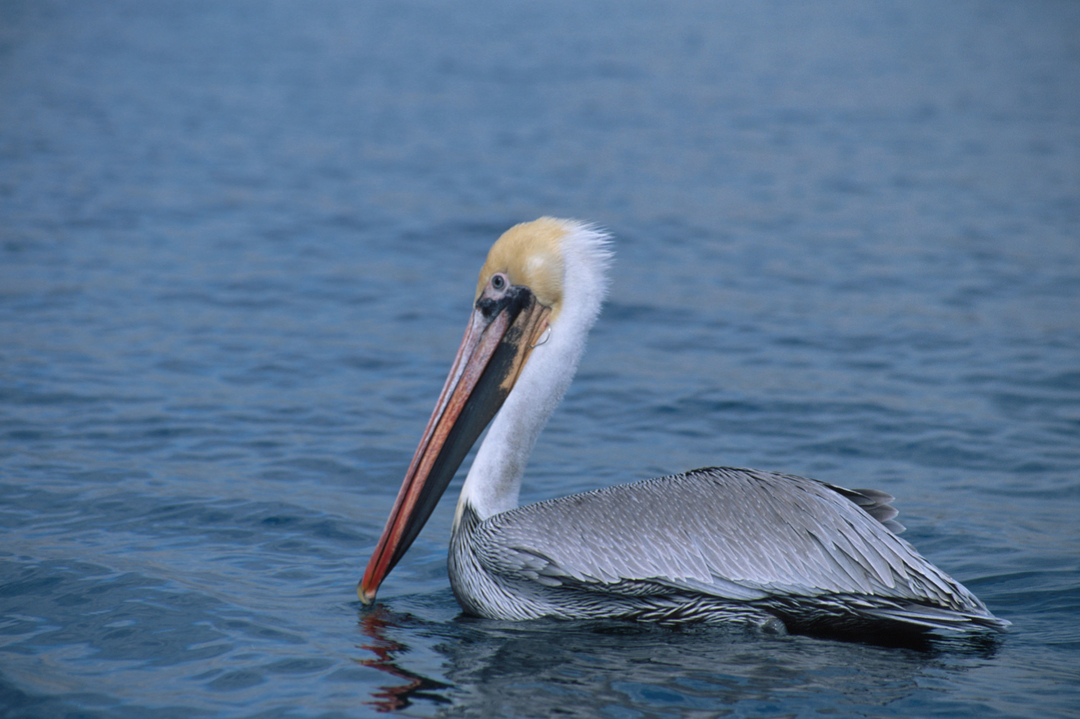 Image of Brown Pelican