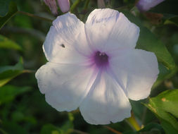 Слика од Ipomoea carnea Jacq.