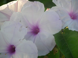 Слика од Ipomoea carnea Jacq.