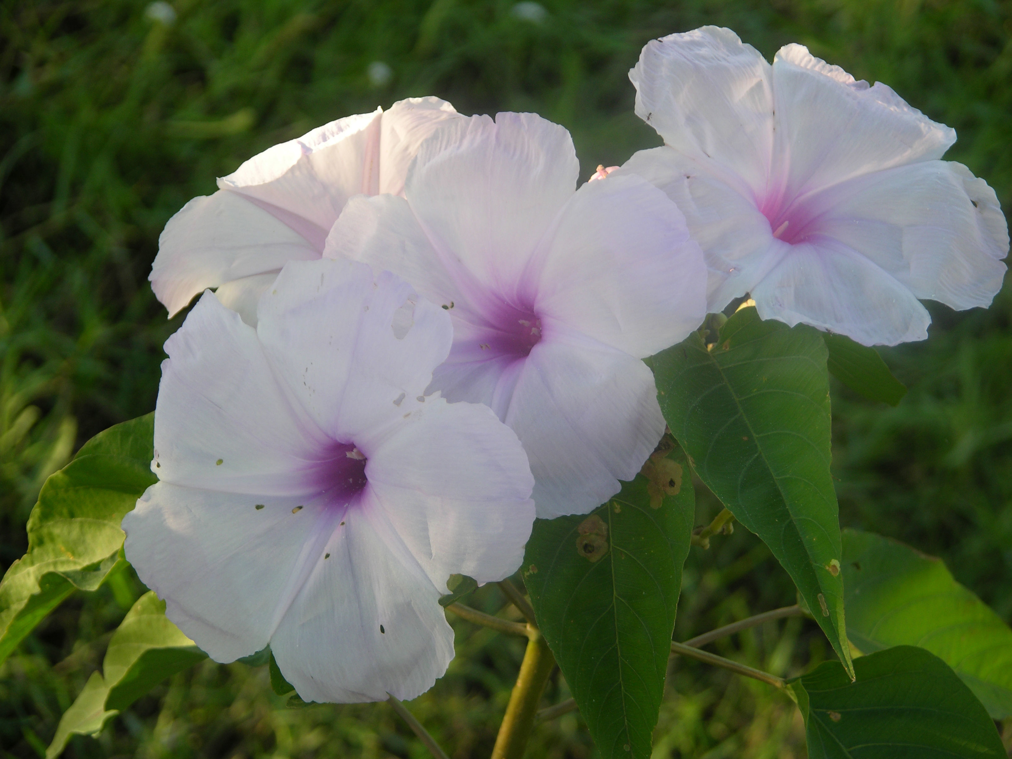 Слика од Ipomoea carnea Jacq.