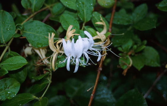 Imagem de Lonicera japonica Thunb.