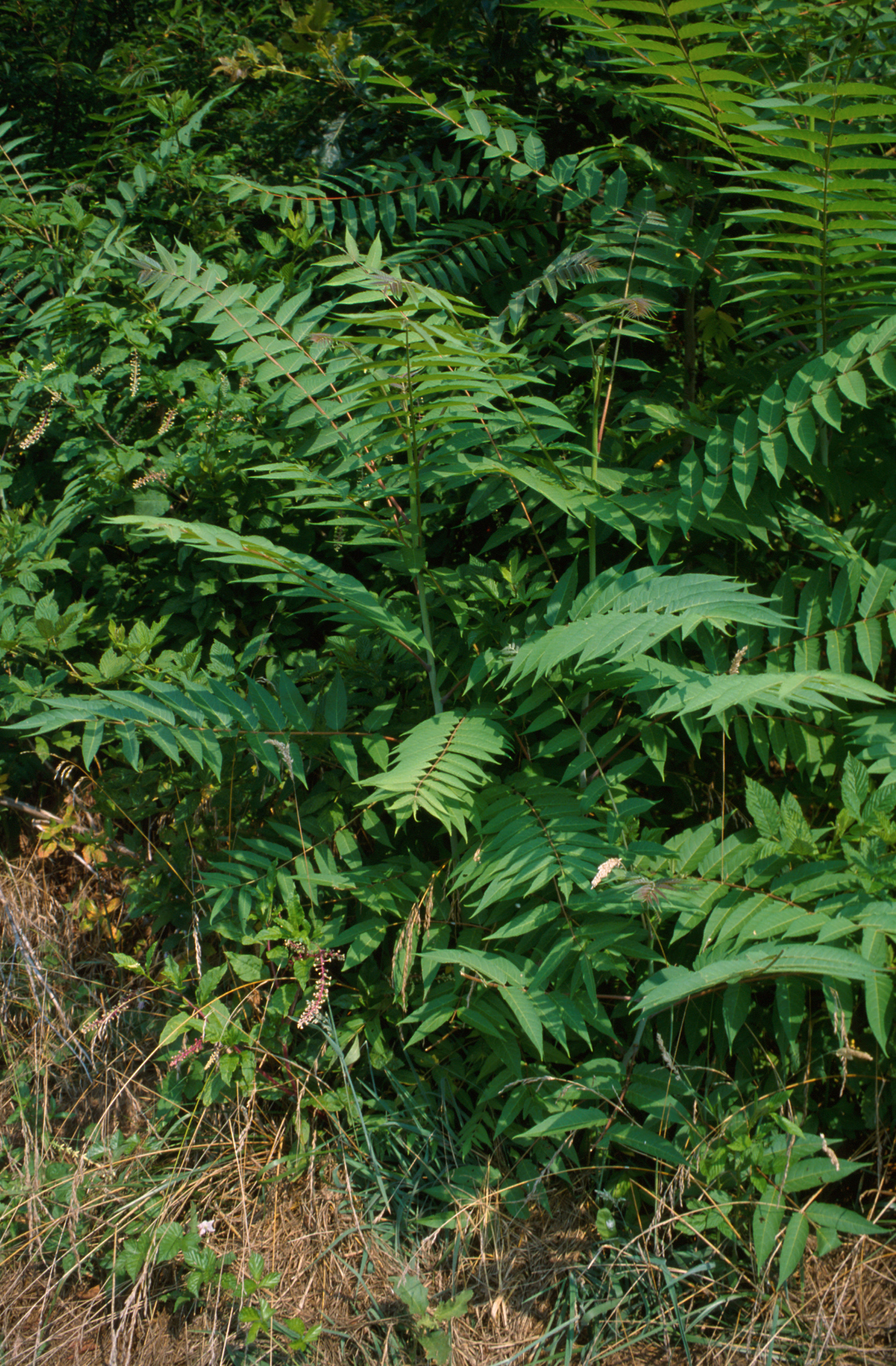 Image of tree-of-heaven