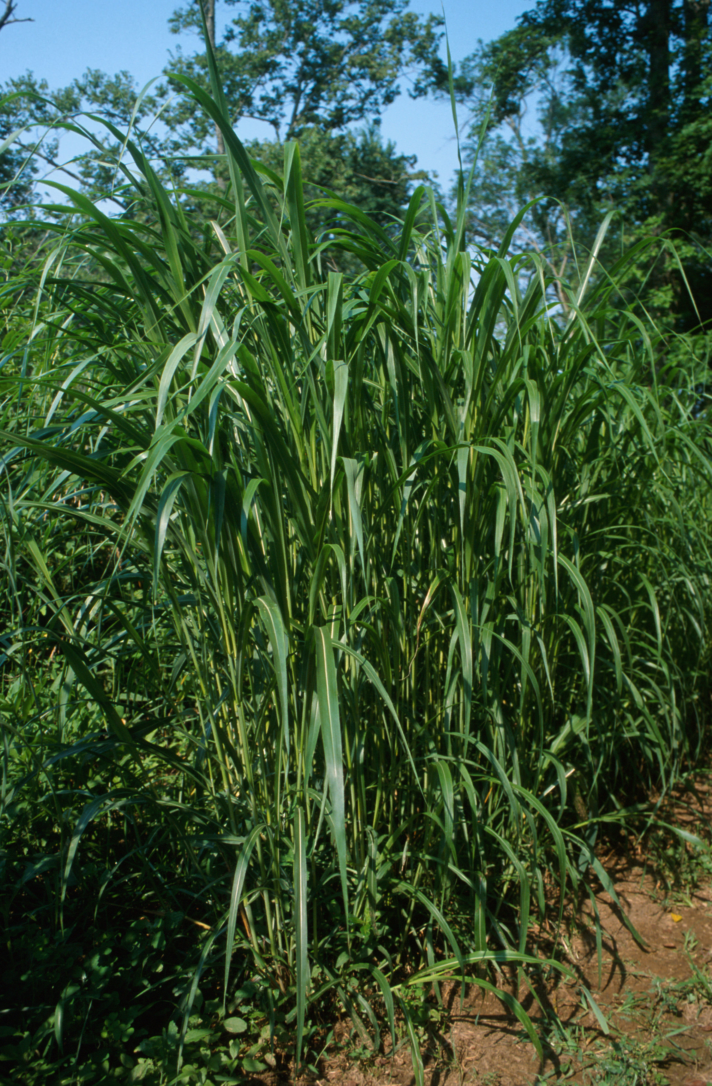 Image of Johnson grass