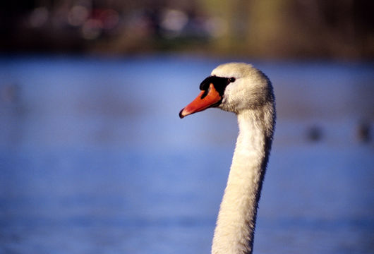 Image of Mute Swan