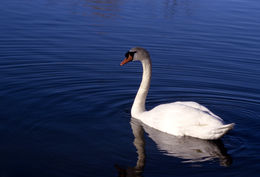 Image of Mute Swan