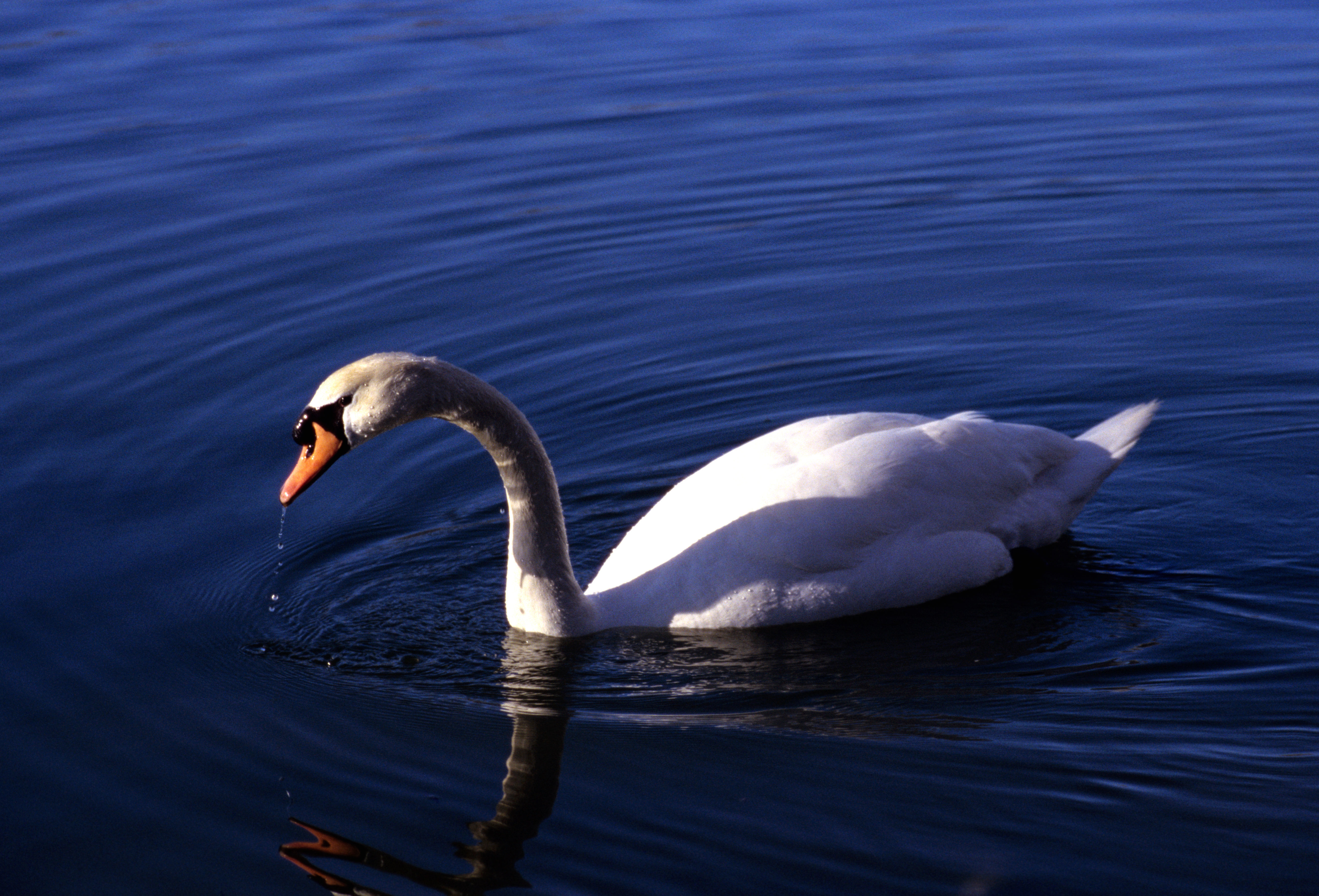 Image of Mute Swan