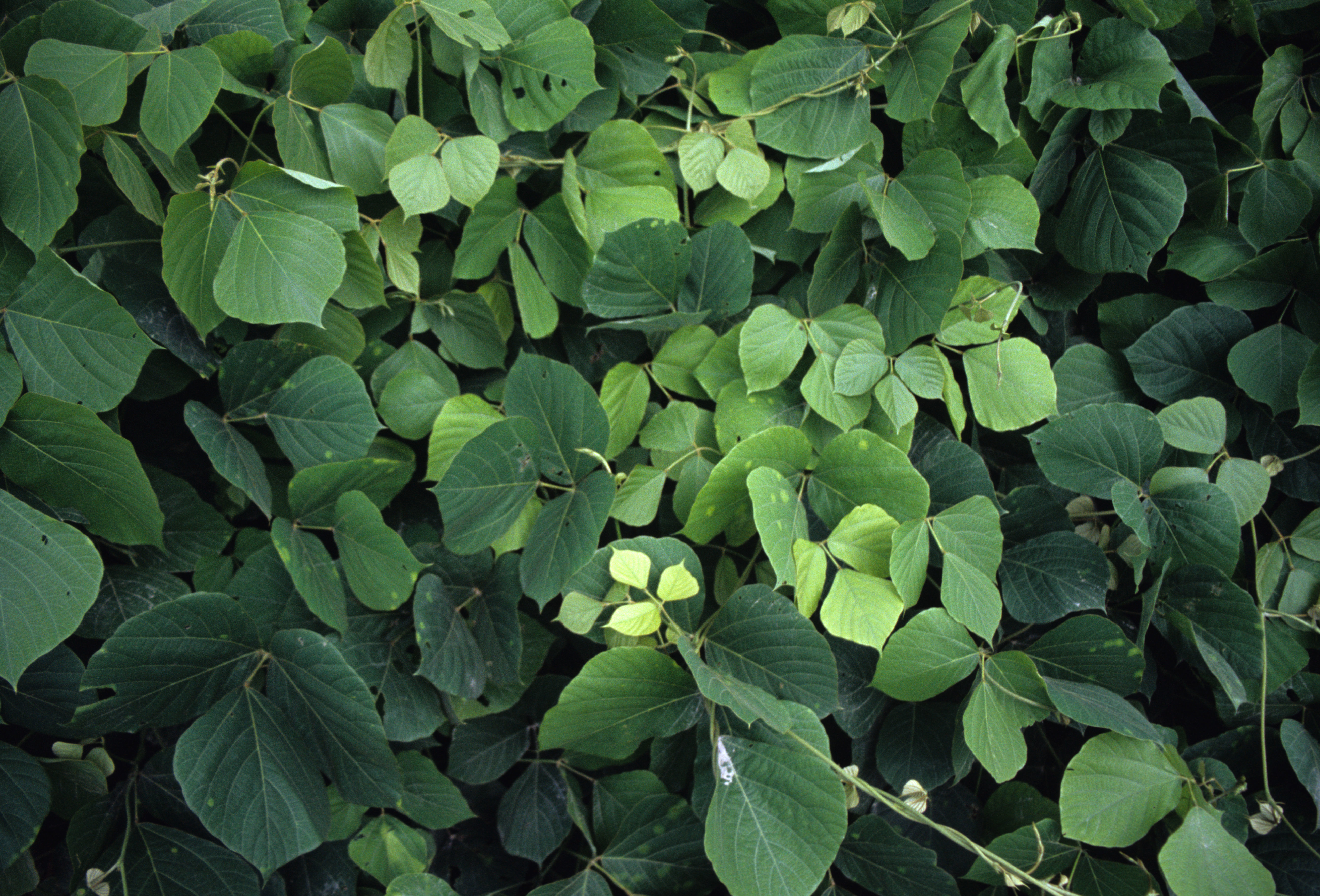 Image of kudzu