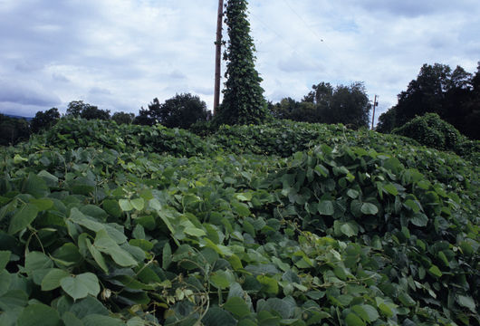 Image of kudzu