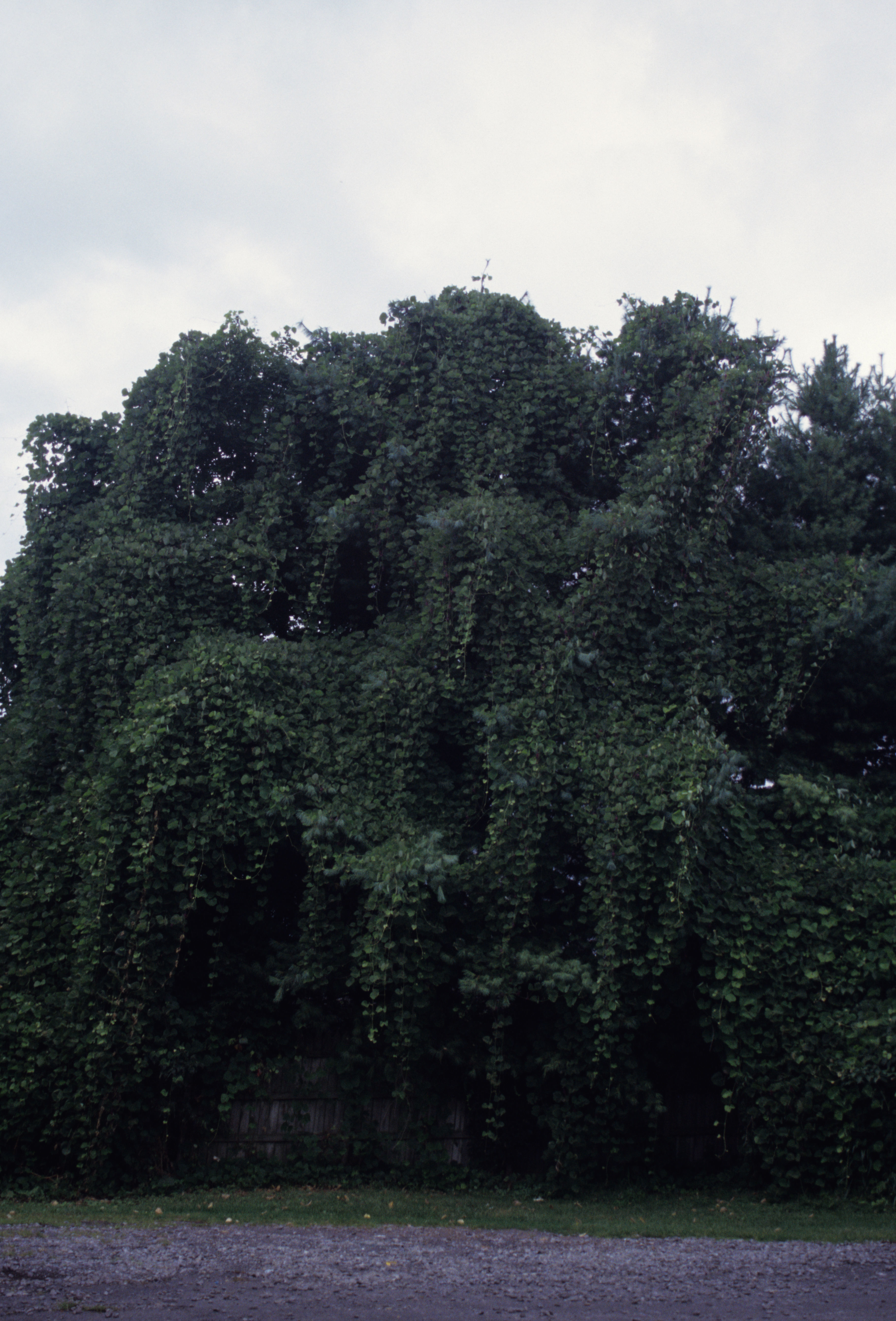 Image of kudzu