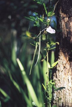 Image of spurred butterfly pea