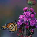 Liatris resmi