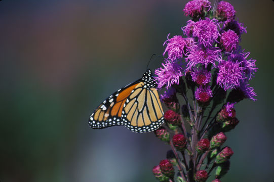 Слика од Liatris spicata (L.) Willd.