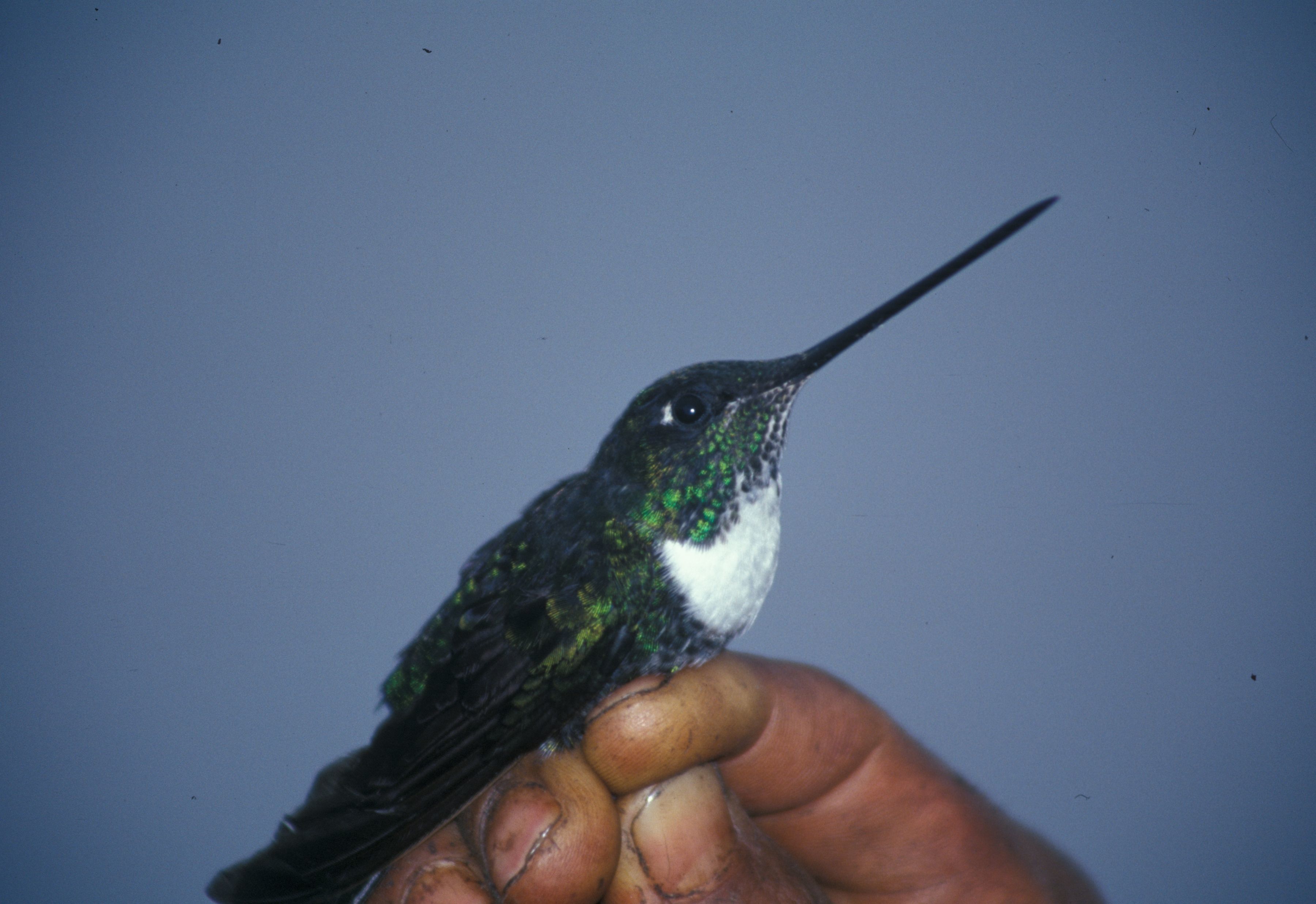 Image of Collared Inca