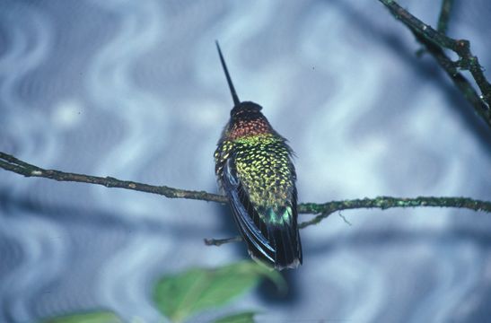 Image of Green-fronted Lancebill