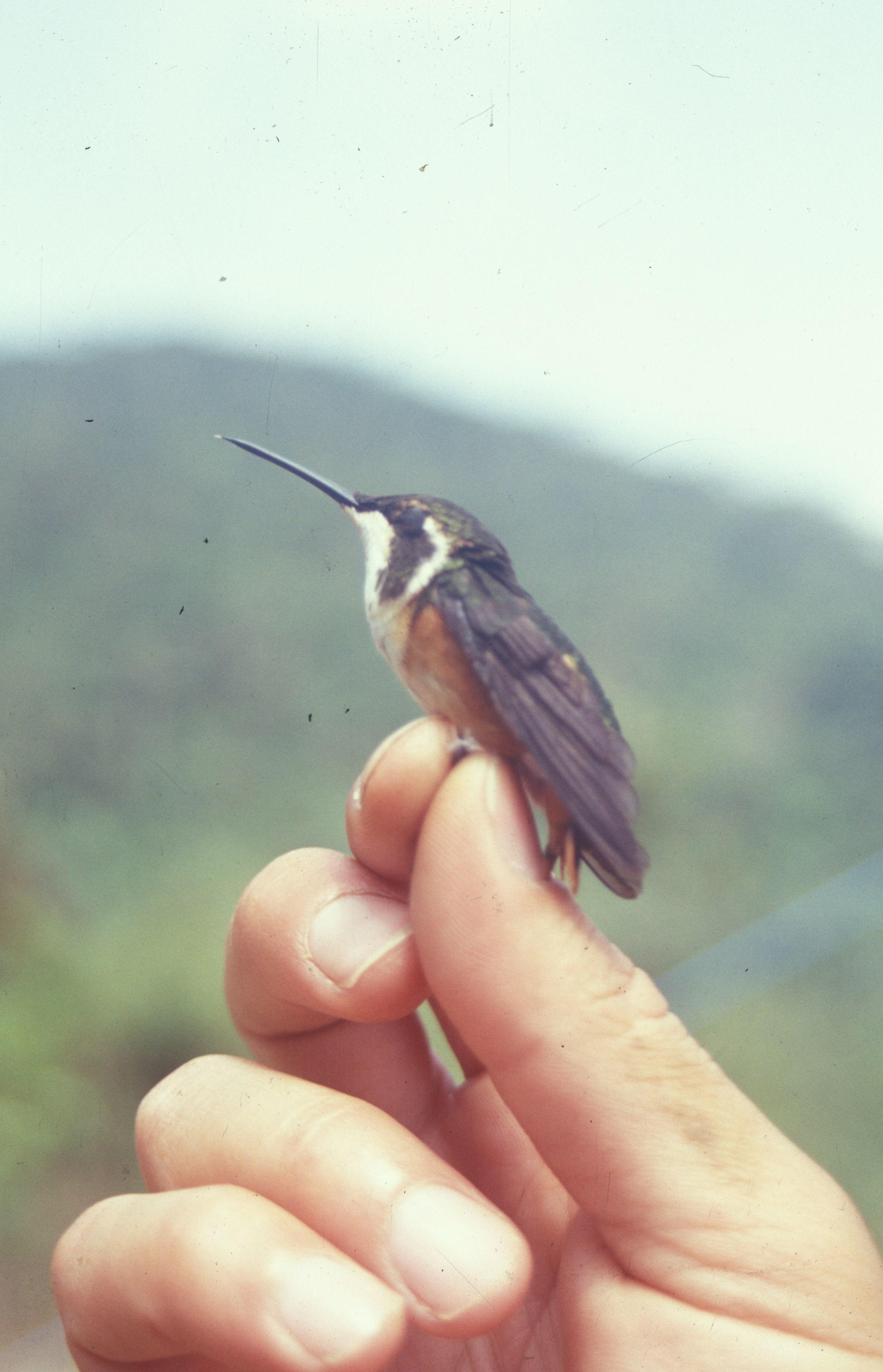 صورة <i>Chaetocercus mulsanti</i> (Bourcier 1842)