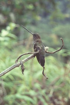 Image of Bronzy Inca